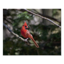 Cardinal Photo
