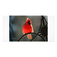 Cardinal Picture Card