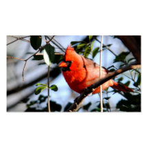 Cardinal Portrait Business Cards