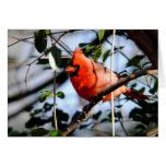 Cardinal Portrait Cards