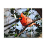 Cardinal Portrait Postcards