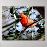 Cardinal Portrait Print