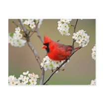 Cardinal postcard