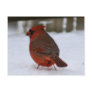 Cardinal Postcard