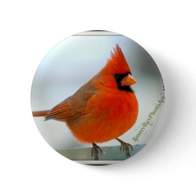 Cardinal Red Bird Button by jimmyray