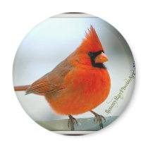 Cardinal Red Bird Refrigerator Magnet