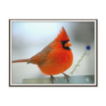 Cardinal Red Bird Postcards