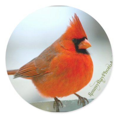 Cardinal Red Bird Sticker by jimmyray