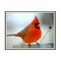 Cardinal Red Bird t-shirts