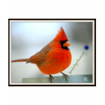 Cardinal Red Bird t-shirts