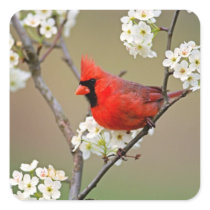 Cardinal sticker