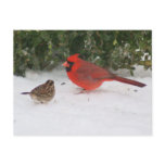 Cardinal with Sparrow Post Card