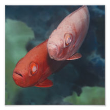 Cardinalfishes Photo