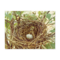 Cardinal's Nest Postcard