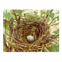 Cardinal's Nest Postcard