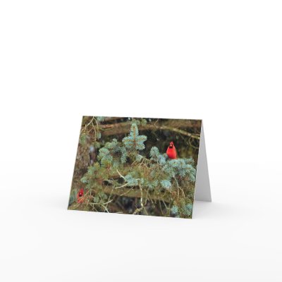 Cardinals Note Cards by JeffNadler