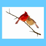cardinals on a branch postcards