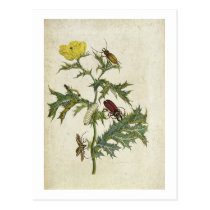 Cardos Spinosus: Beetles and Caterpillars, plate 6 postcards