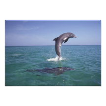 Caribbean, Bottlenose dolphins Tursiops 5 Art Photo