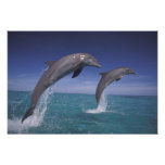 Caribbean, Bottlenose dolphins Tursiops 7