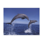 Caribbean, Bottlenose dolphins Tursiops 7 Post Card