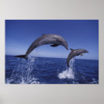 Caribbean, Bottlenose dolphins Tursiops 7
