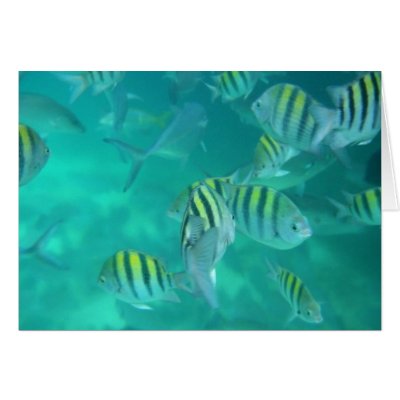 Caribbean Fish Greeting Cards by aquagreen