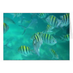 Caribbean Fish cards