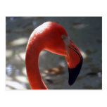 Caribbean Flamingo Post Cards
