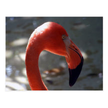 Caribbean Flamingo Post Cards