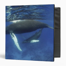 Caribbean, Greater Antilles archipelago, 3 Ring Binder