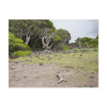 Caribbean Island Prehistoric Landscape Post Card