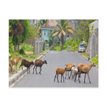 Caribbean Sheep on Island Road Post Card