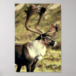 Caribou Affiche