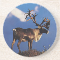 Caribou coasters
