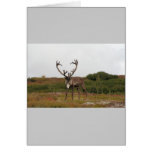 Caribou In Denali Greeting Cards