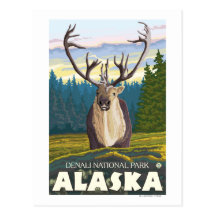 Caribou in the Wild - Denali National Park, Postcard