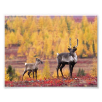 Caribou mother and calf at Nunavut Art Photo