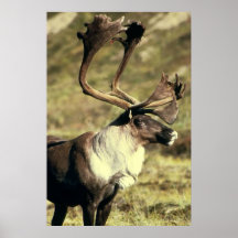 Caribou / Reindeer Wildlife Lover Print