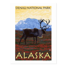 Caribou Scene - Denali National Park, Alaska Postcards