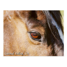 Carmel Valley Horse Eye Postcard