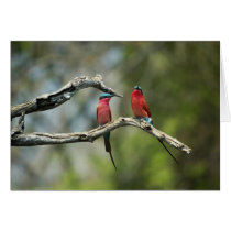 Carmine bee-eaters cards