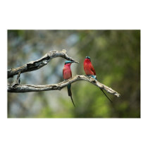 Carmine bee-eaters posters