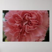 Carnation Beauty Poster
