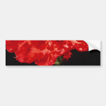 Carnation flowers bumper sticker