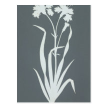 Carnation Post Cards