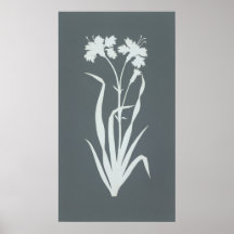 Carnation Posters