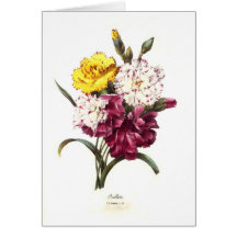 Carnations Cards