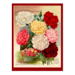 Carnations Vintage Seed Packet Art on Cards Postcard