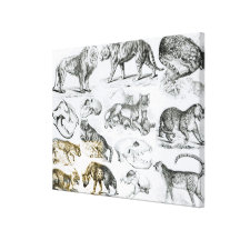 Carnivorous Animals Canvas Prints